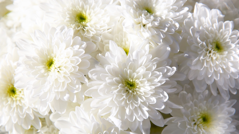 ดอกเบญจมาศ (Chrysanthemum) ทำไมถึงเป็นตัวแทนของดอกไม้งานศพ